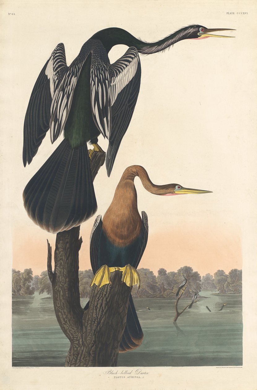 Sortbuget Darter af Robert Havell after John James Audubon