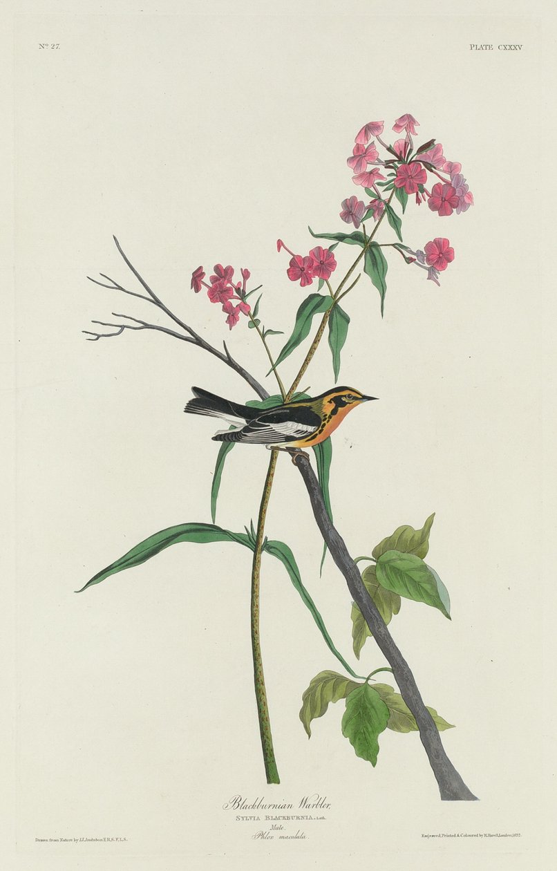 Blackburnian Warbler af Robert Havell after John James Audubon