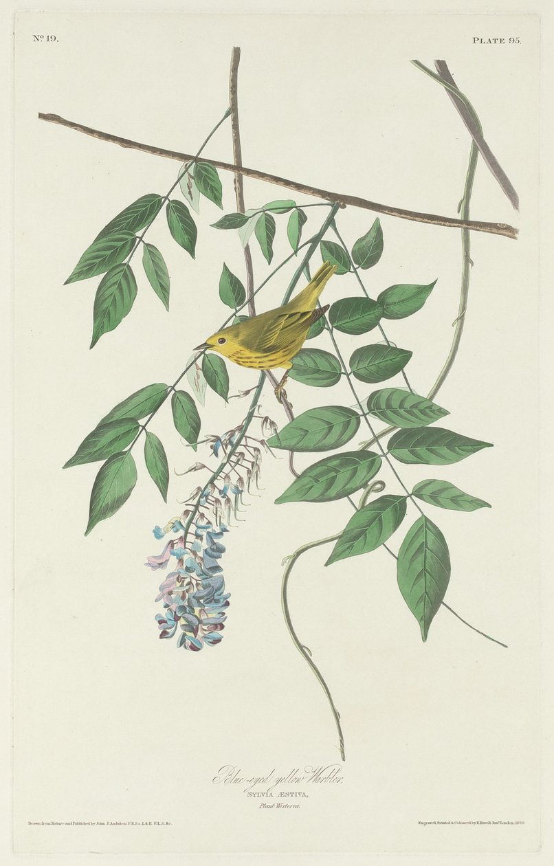 Blåøjet gulsanger af Robert Havell after John James Audubon