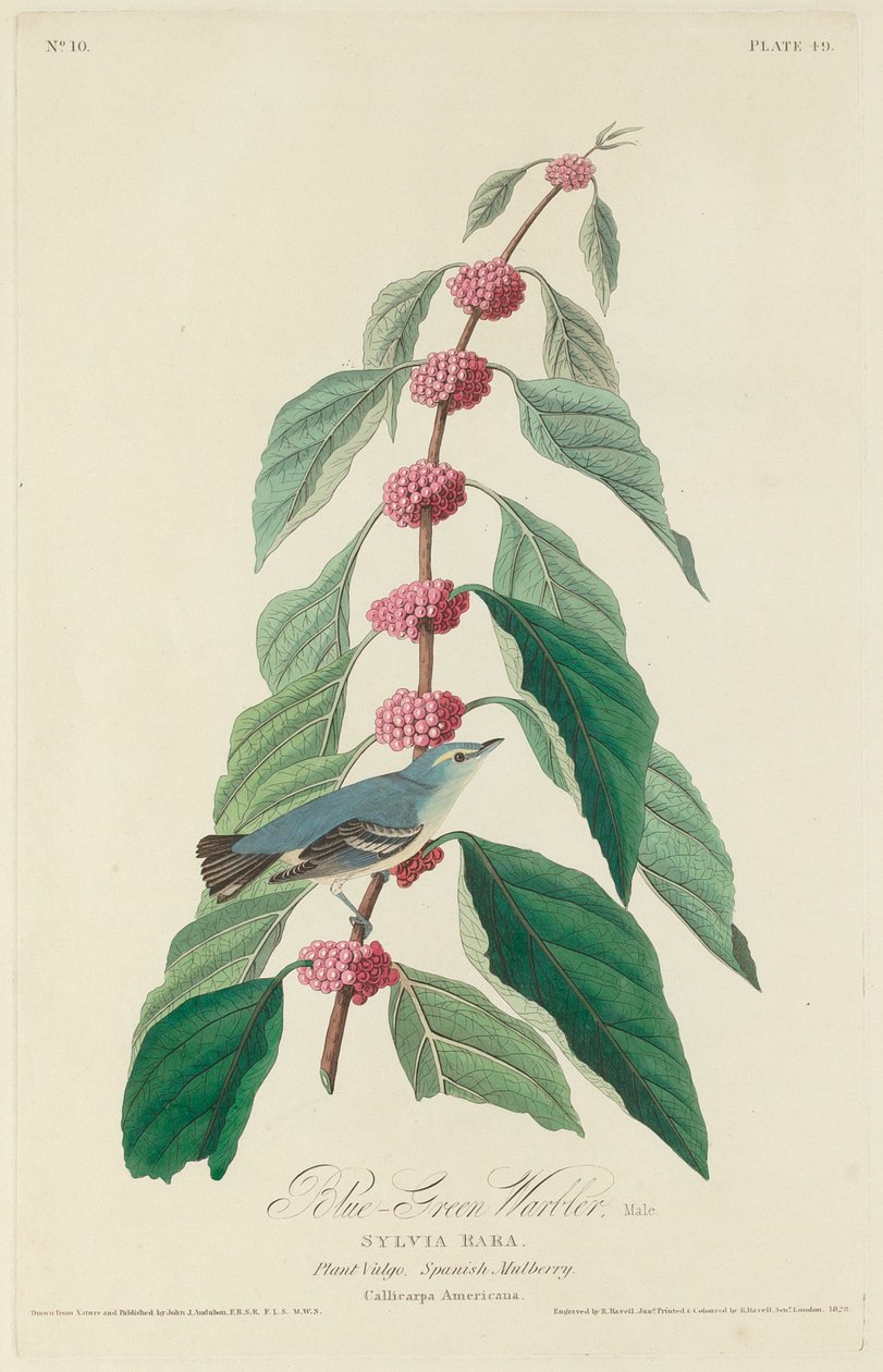 Blågrøn Sanger af Robert Havell after John James Audubon