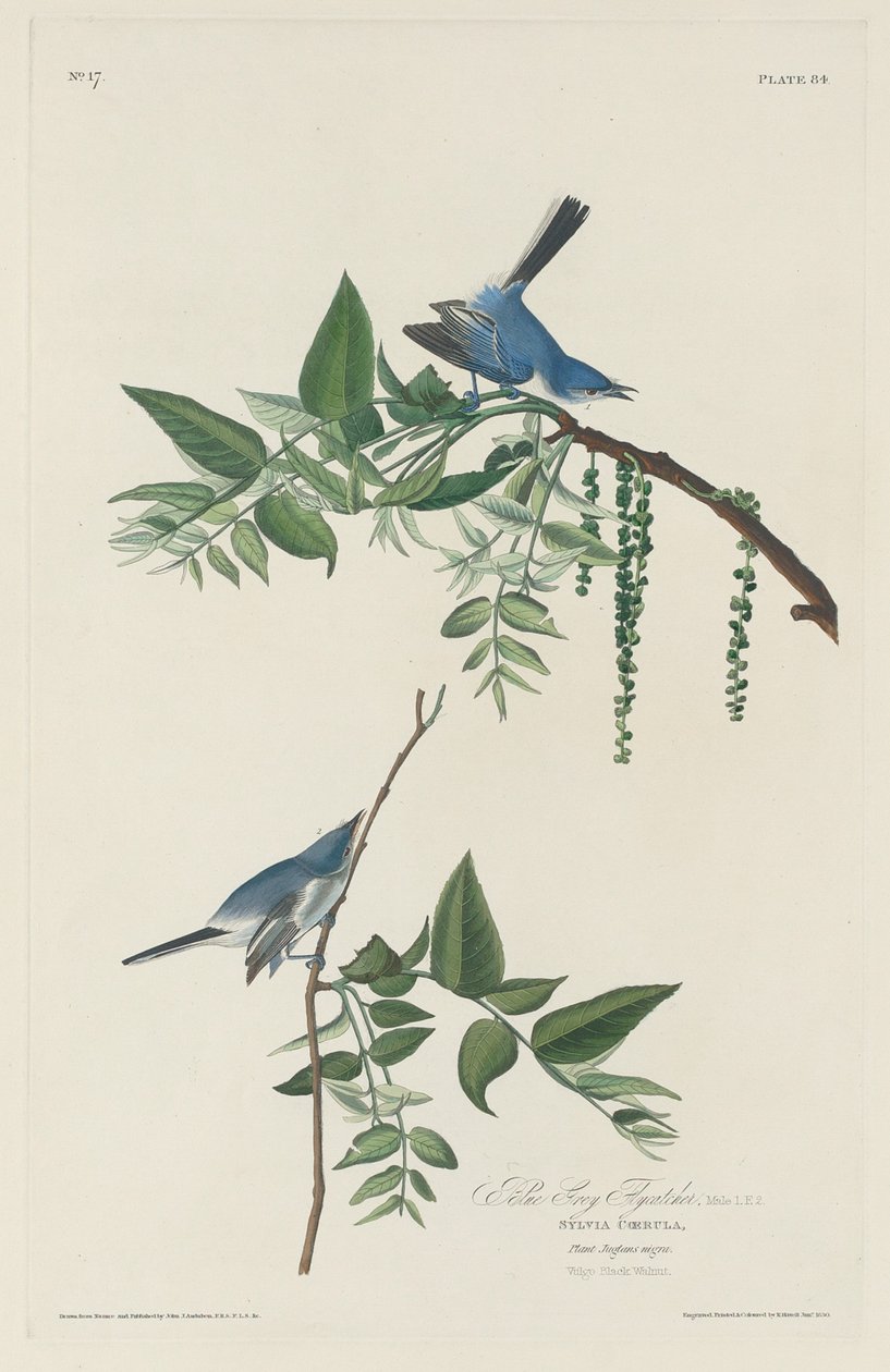 Blågrå Fluesnapper af Robert Havell after John James Audubon