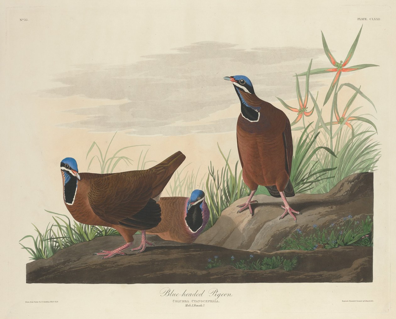 Blåhovedet due af Robert Havell after John James Audubon