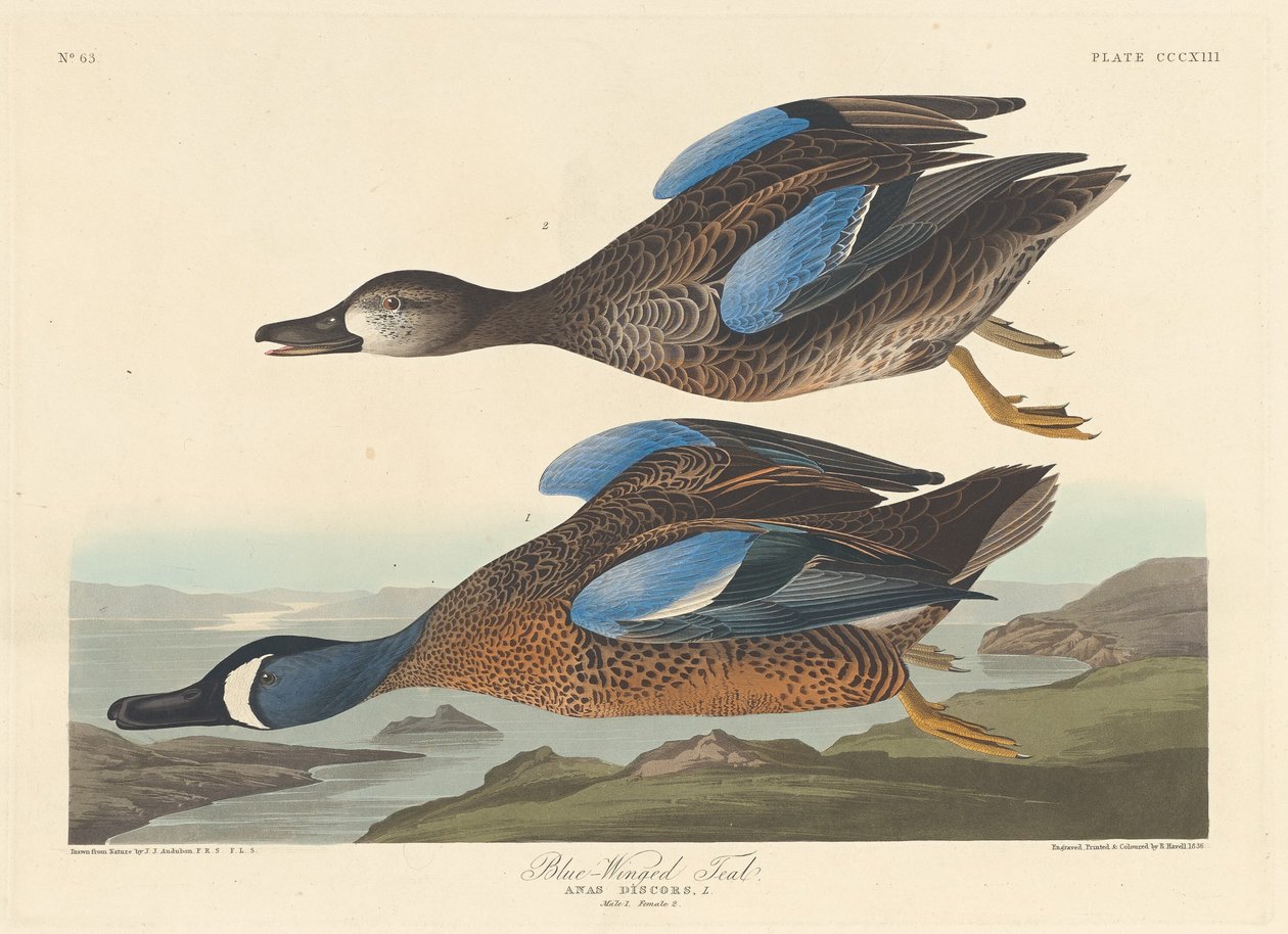 Blåvinget krikand af Robert Havell after John James Audubon