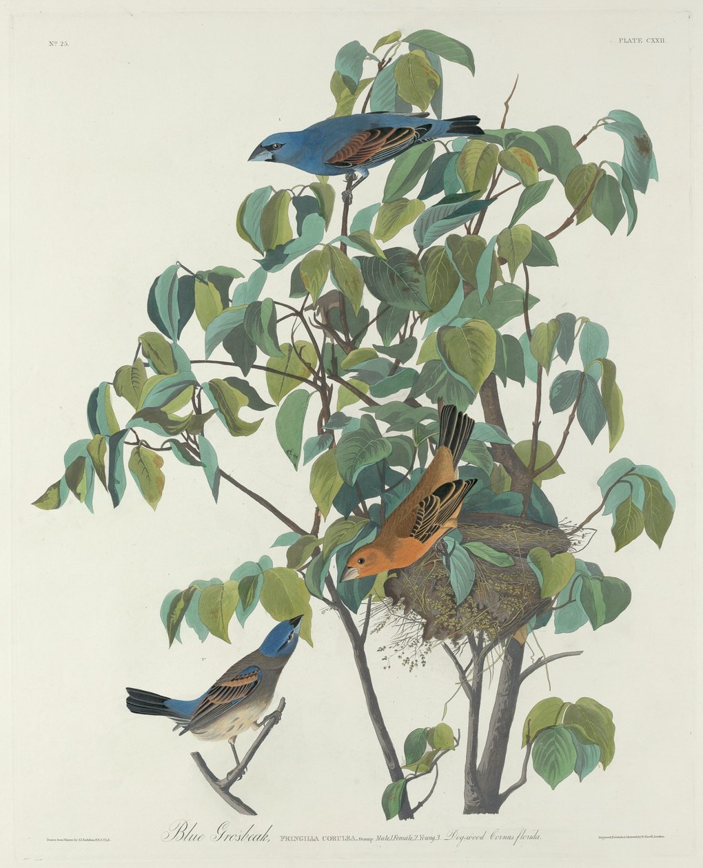 Blå Grosbeak af Robert Havell after John James Audubon