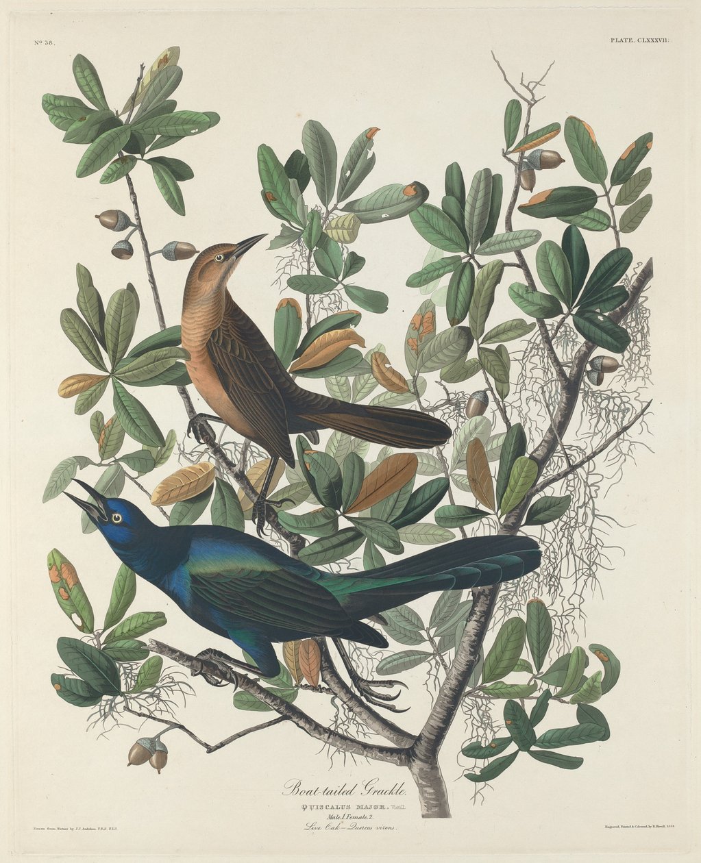 Bådhalet Grackle af Robert Havell after John James Audubon