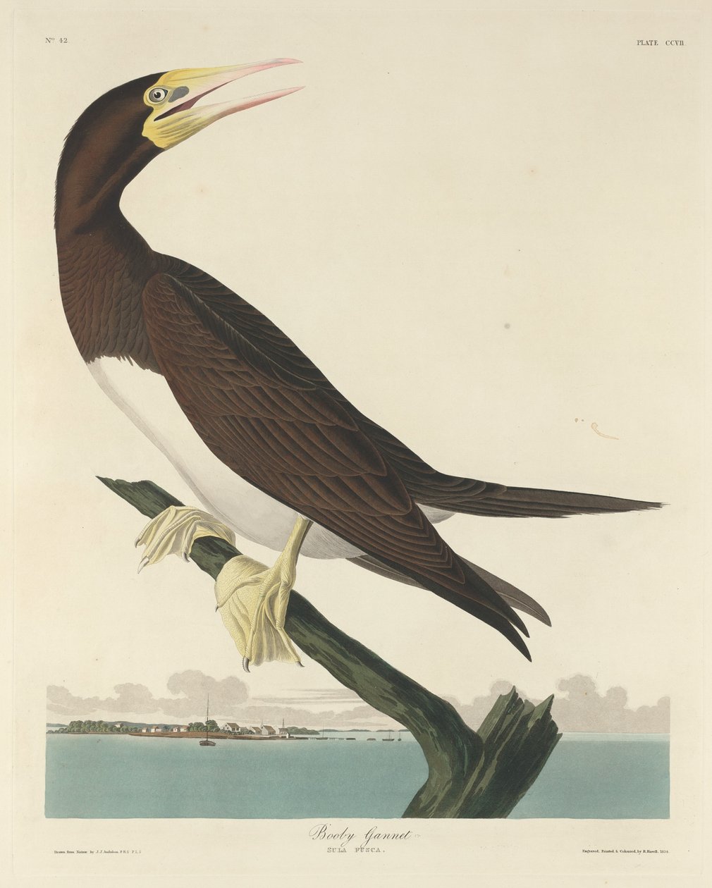 Bobby Gannett af Robert Havell after John James Audubon