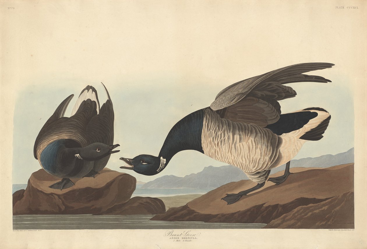 Brantgås af Robert Havell after John James Audubon