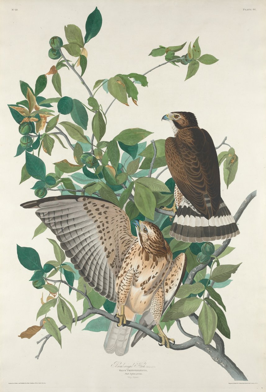Bredvinget Høg af Robert Havell after John James Audubon