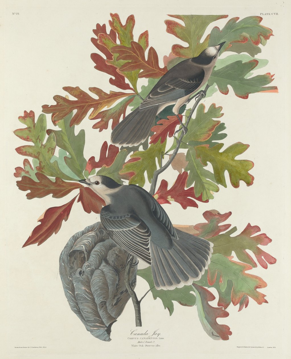 Canada Jay af Robert Havell after John James Audubon
