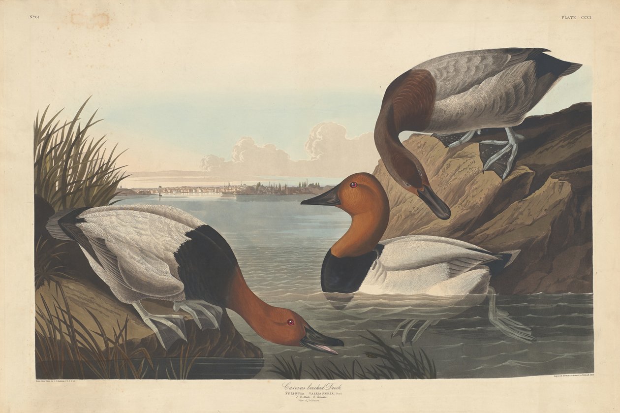 Duck med lærred af Robert Havell after John James Audubon