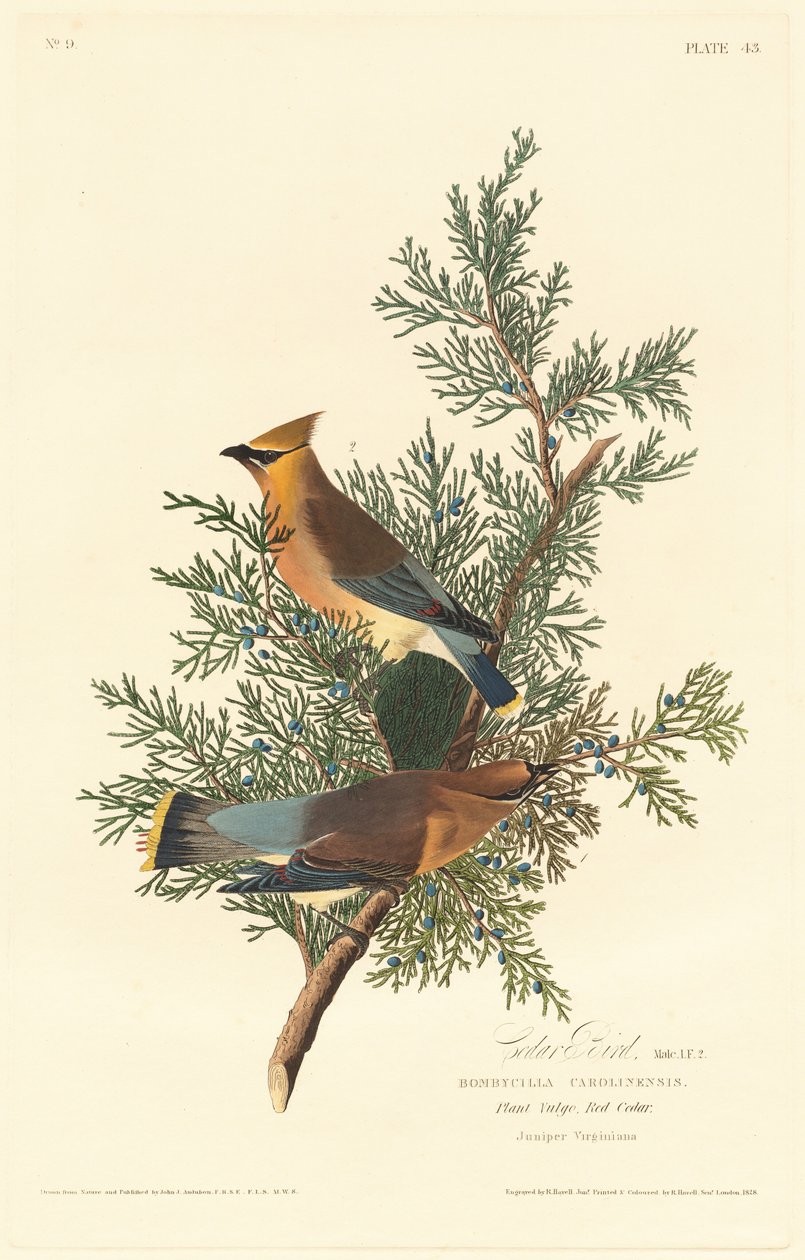 Cederfugl af Robert Havell after John James Audubon