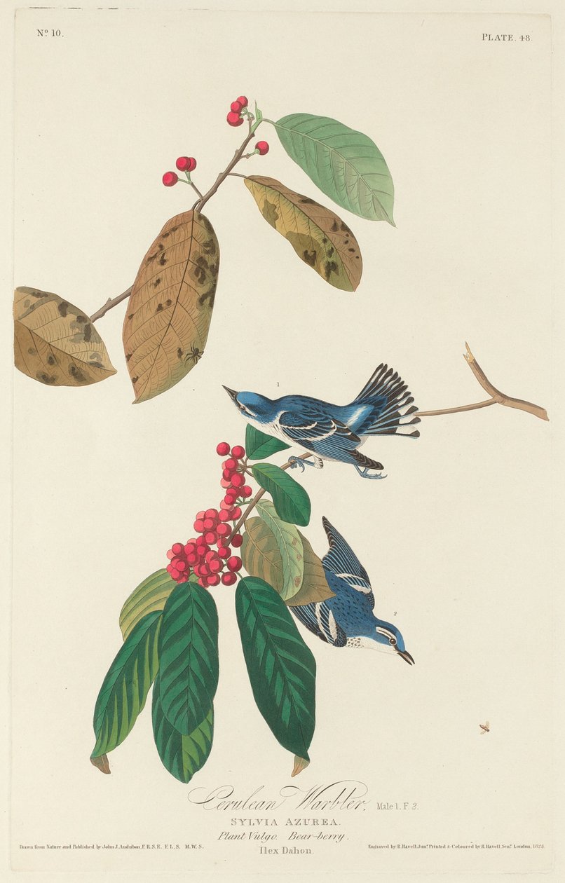 Cerulean Warbler af Robert Havell after John James Audubon