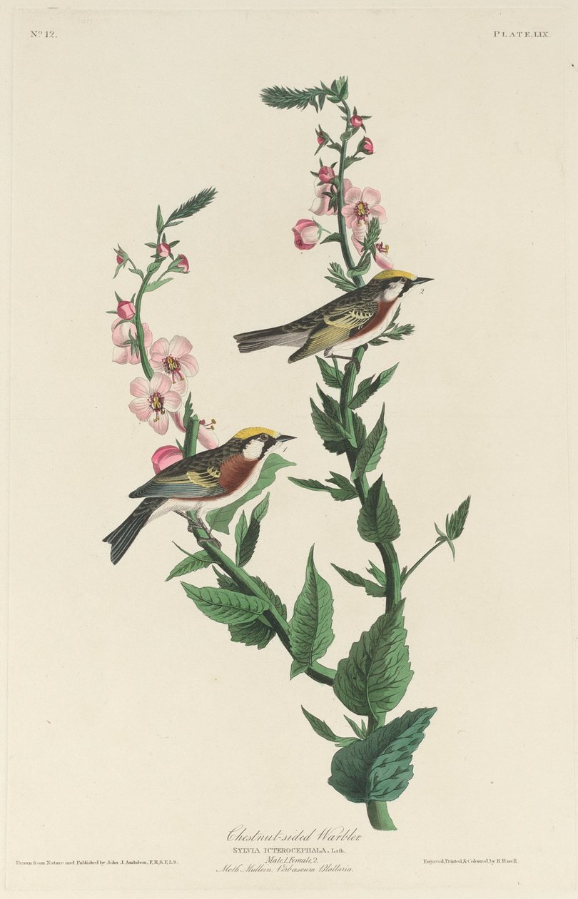 Kastanjesidesanger af Robert Havell after John James Audubon