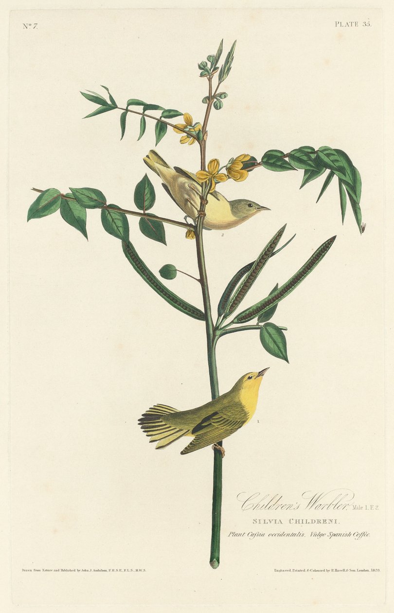 Børnesanger af Robert Havell after John James Audubon