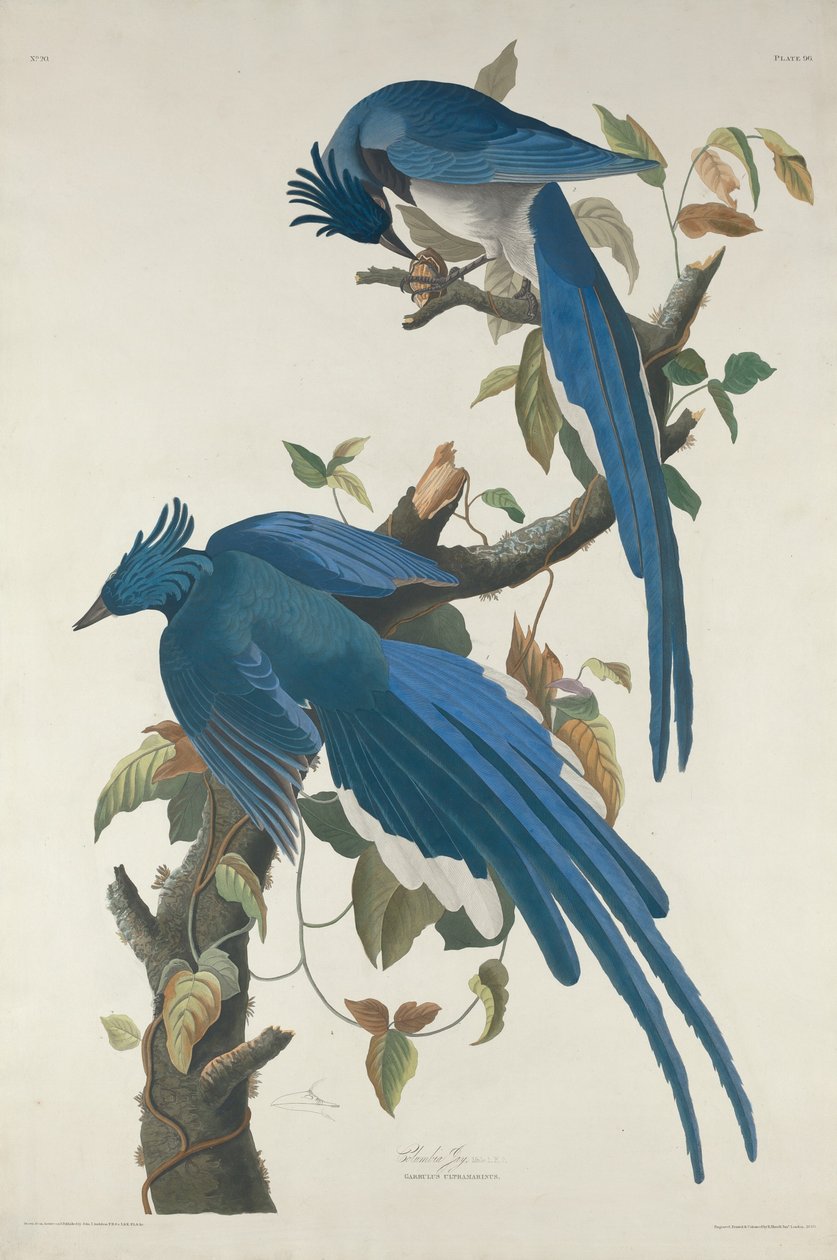 Columbia Jay af Robert Havell after John James Audubon