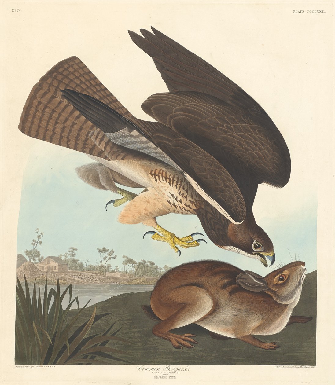 Almindelig musvåge af Robert Havell after John James Audubon
