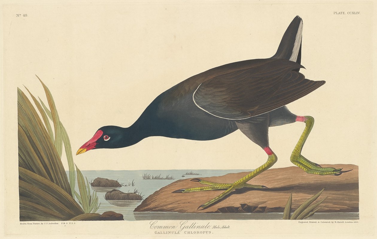 Almindelig Gallinule af Robert Havell after John James Audubon