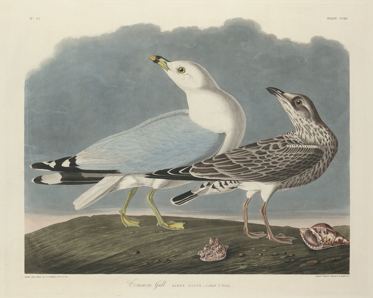 Almindelig Måge af Robert Havell after John James Audubon
