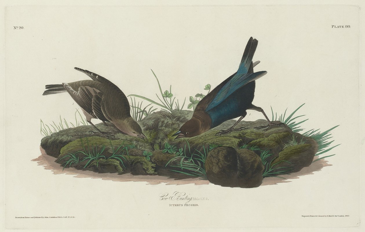 Kogræsse af Robert Havell after John James Audubon