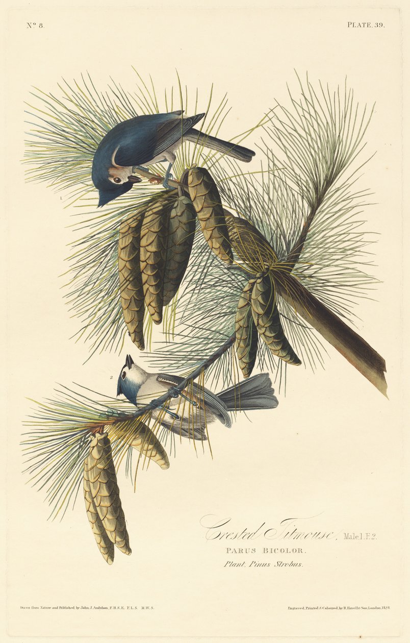 Kammejse af Robert Havell after John James Audubon
