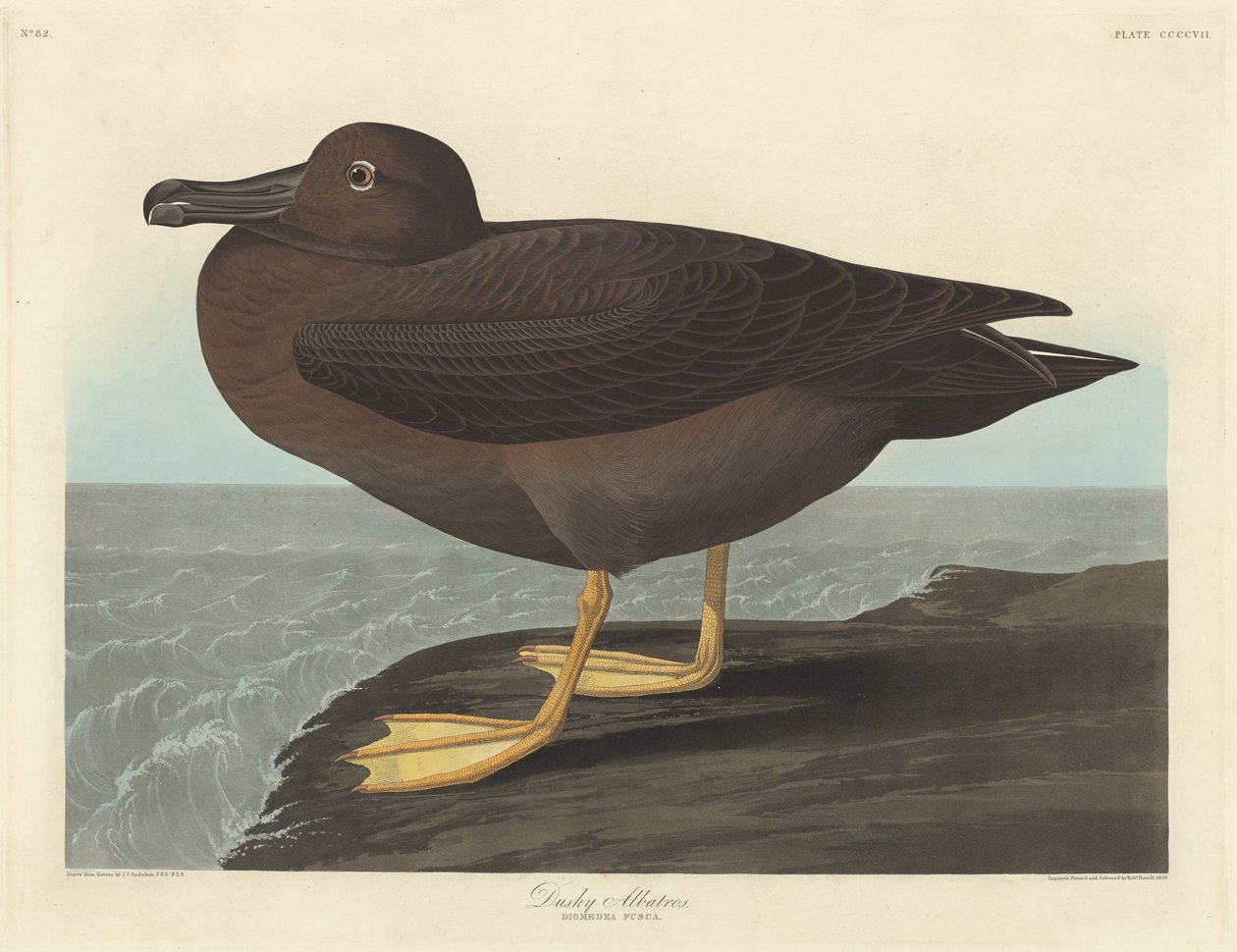 Dunkel albatros af Robert Havell after John James Audubon