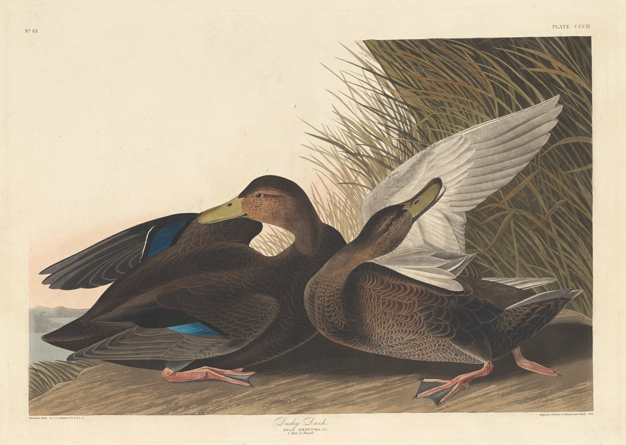 Dusky Duck af Robert Havell after John James Audubon