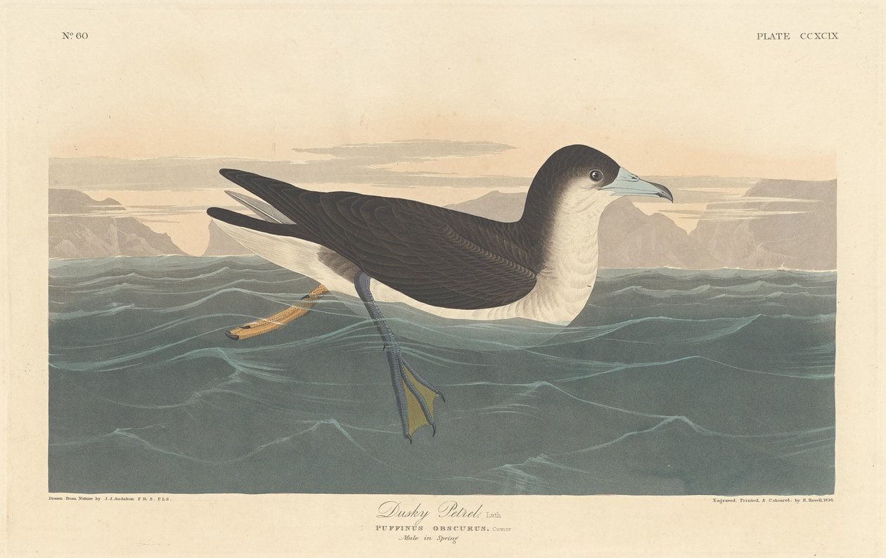 Dusky Petrel af Robert Havell after John James Audubon