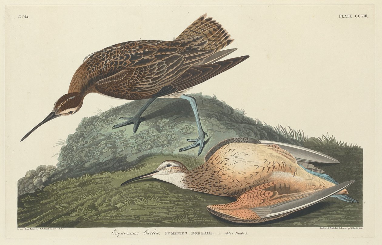 Curlew eskimoer af Robert Havell after John James Audubon