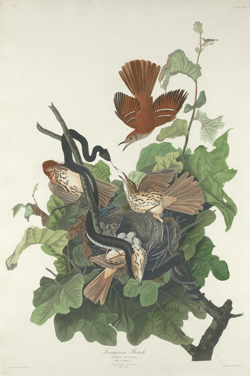 Ferruginous Thrush af Robert Havell after John James Audubon