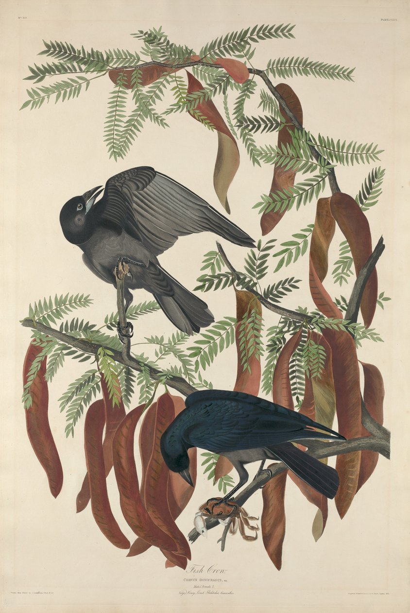 Fisk Krage af Robert Havell after John James Audubon