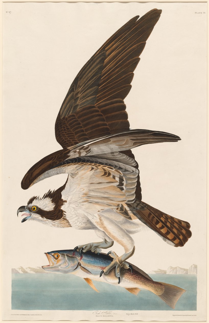 Fiskehøg af Robert Havell after John James Audubon