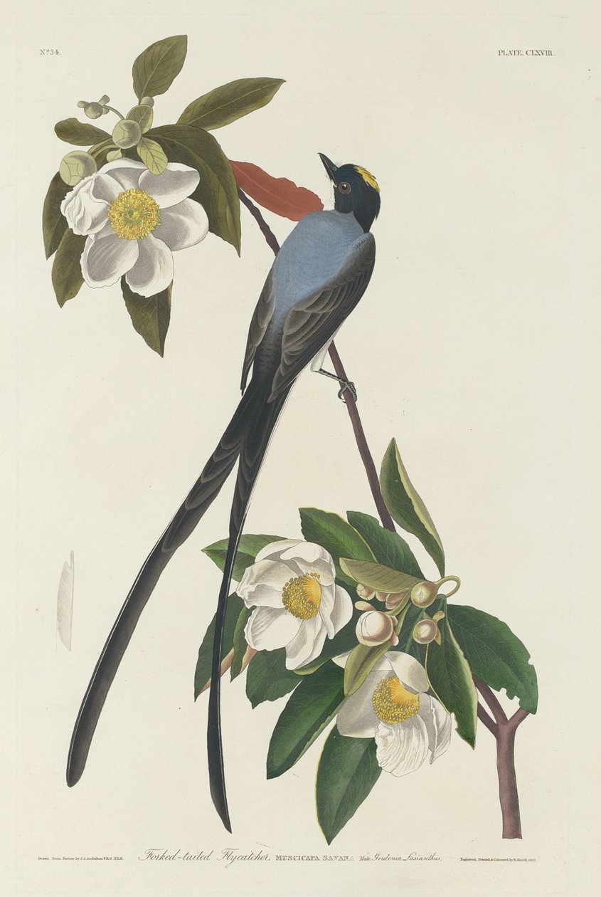 Gaffelhale fluesnapper af Robert Havell after John James Audubon