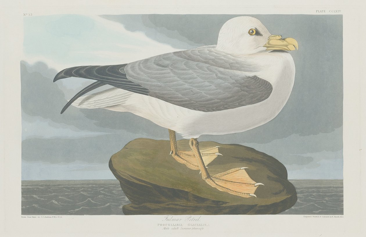 Fulmer Petrel af Robert Havell after John James Audubon