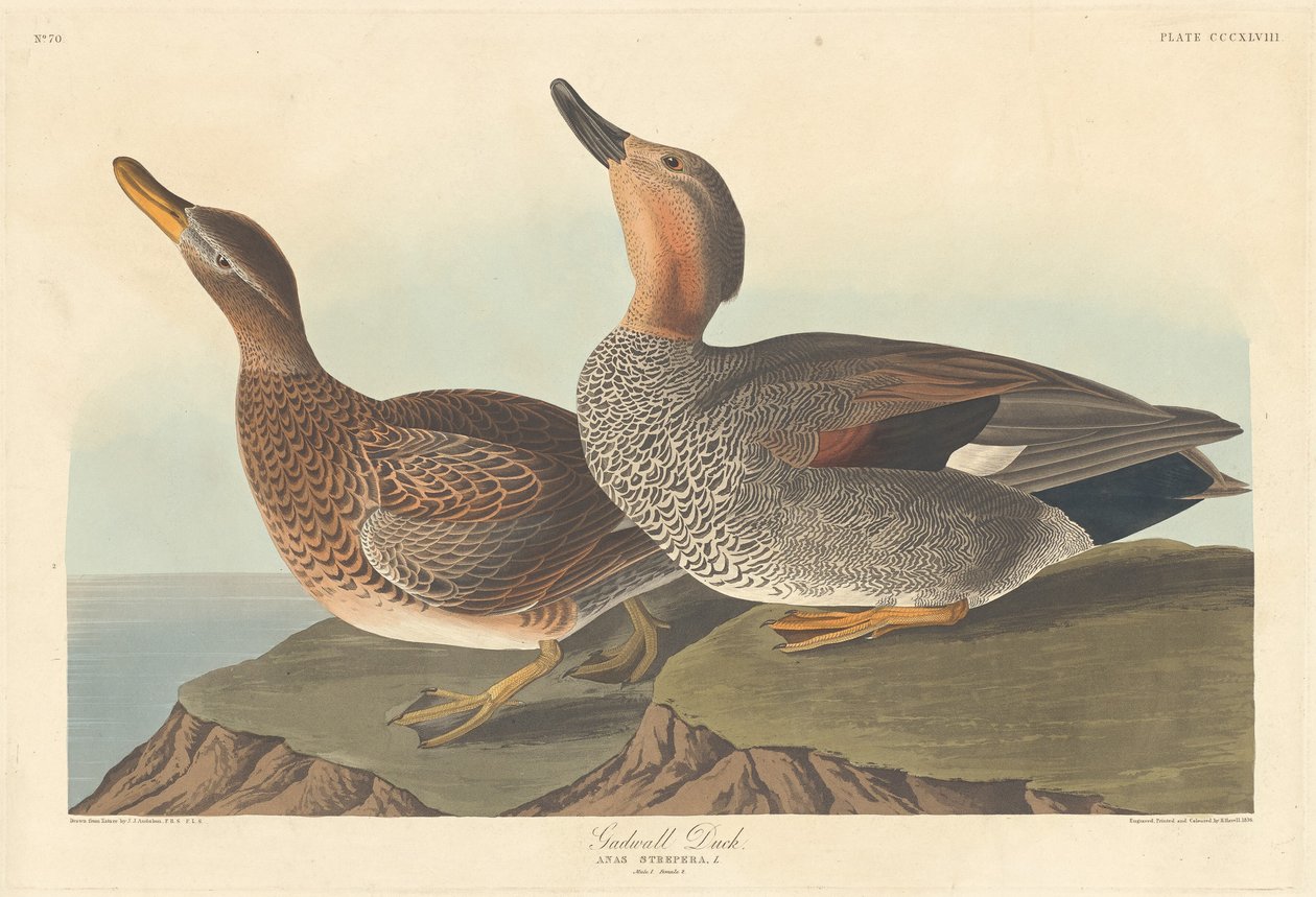 Gadwall Duck af Robert Havell after John James Audubon