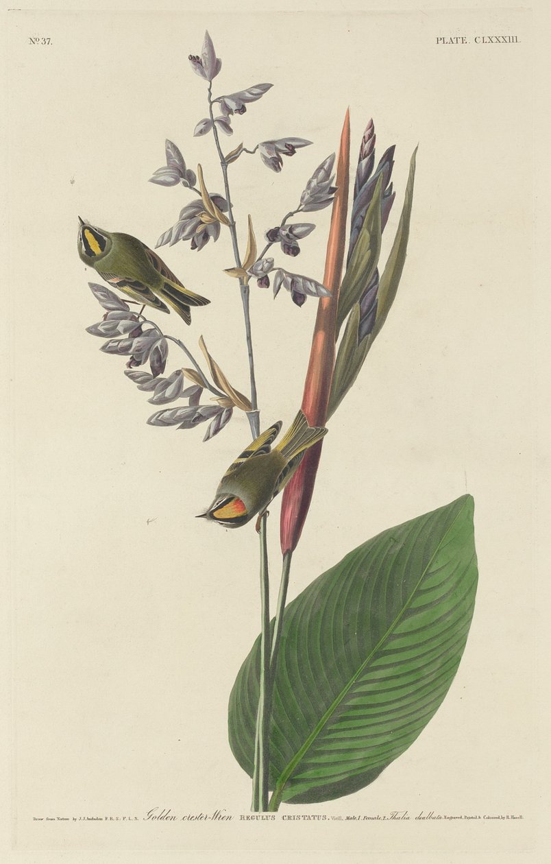 Gylden-crested Wren af Robert Havell after John James Audubon