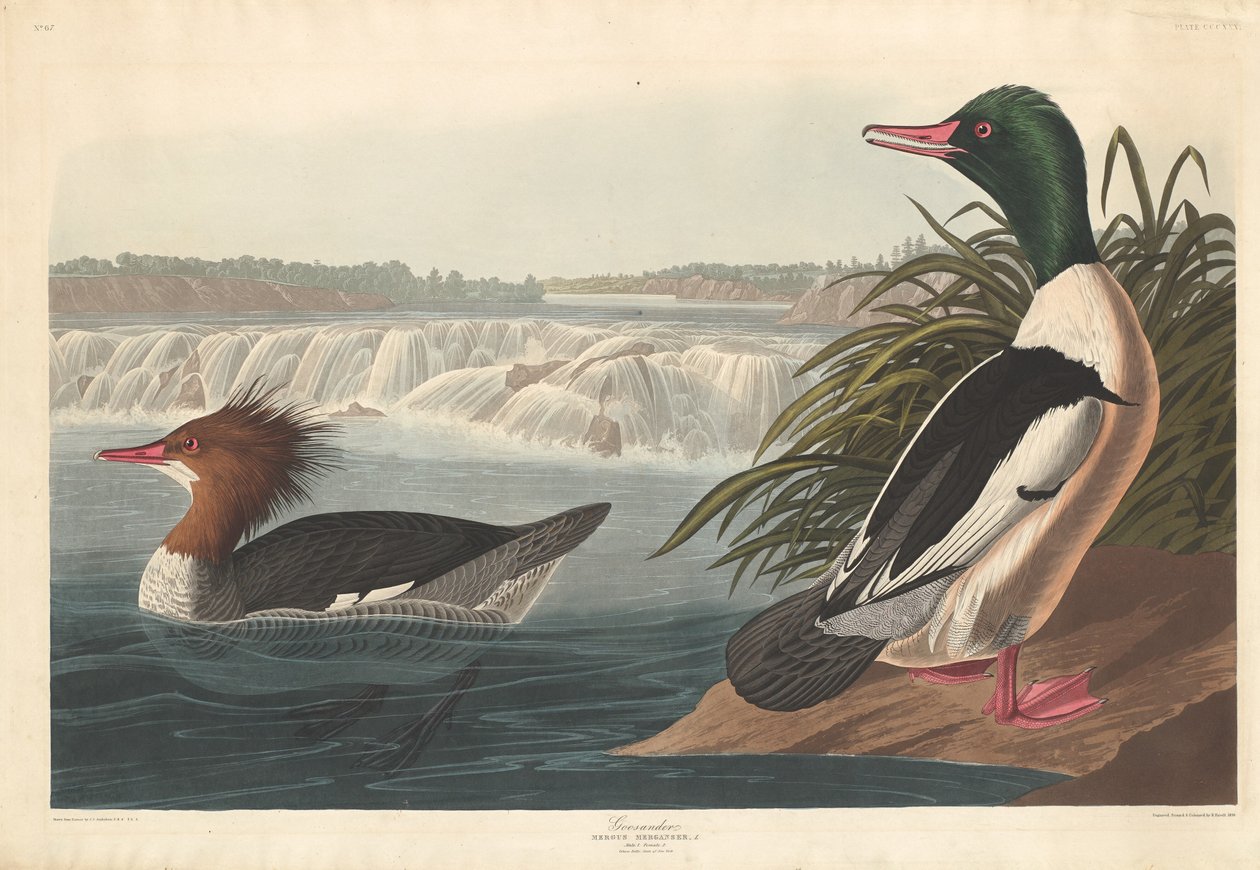 Gåsand af Robert Havell after John James Audubon