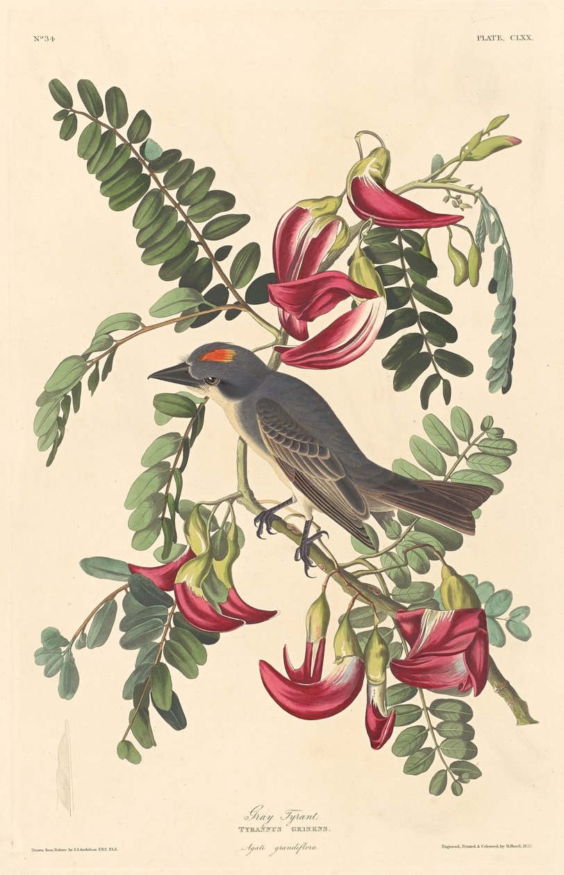 Grå Tyran af Robert Havell after John James Audubon
