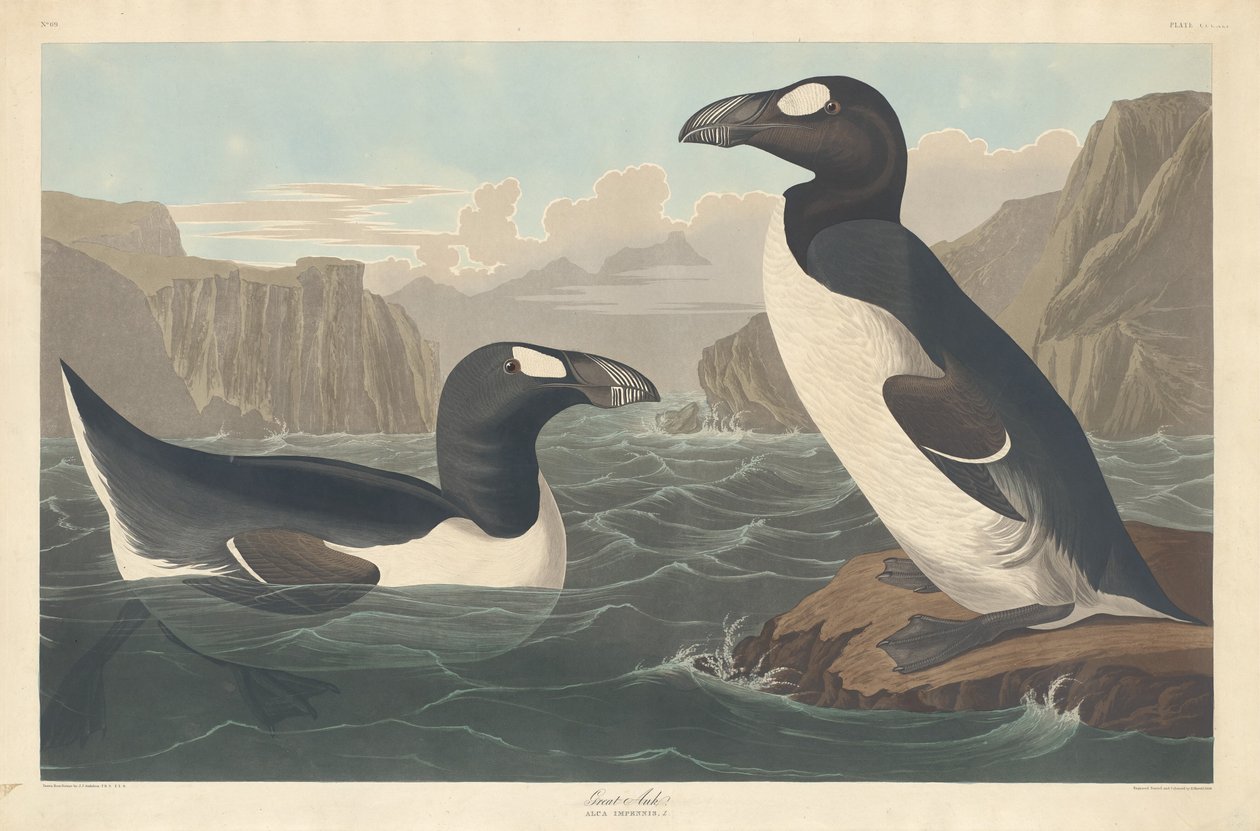 Store Auk af Robert Havell after John James Audubon