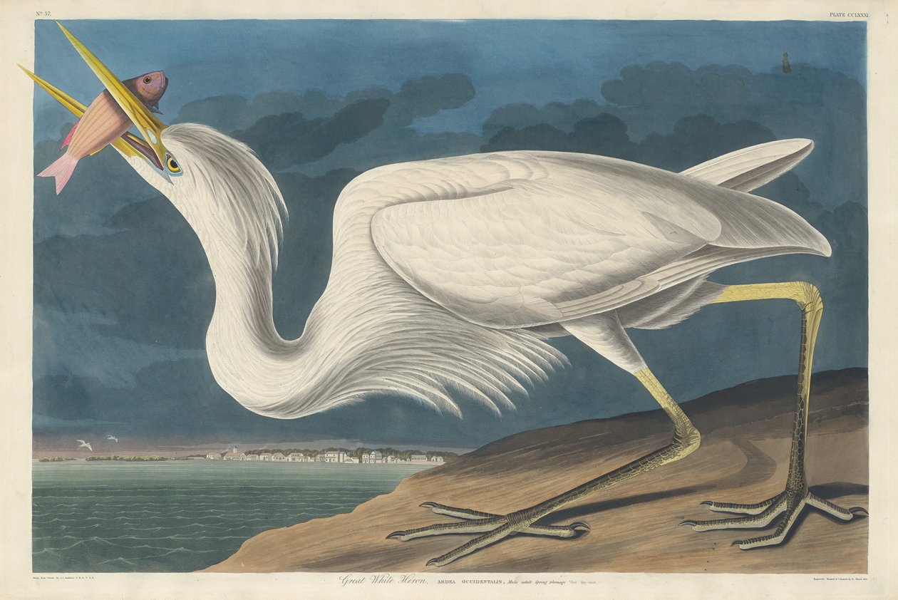 Store hvide hejre af Robert Havell after John James Audubon
