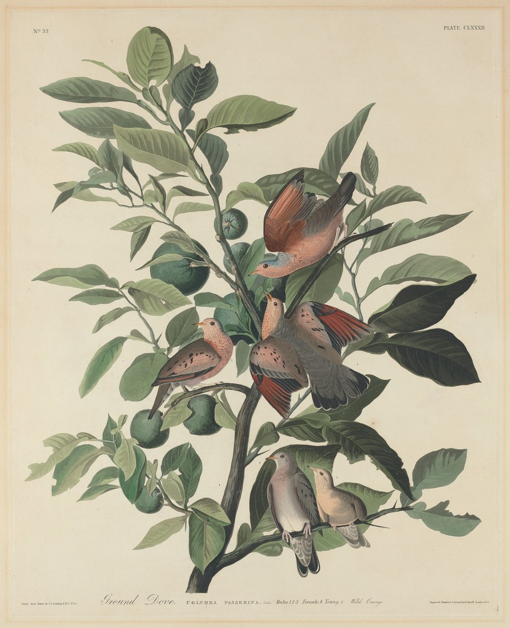 Jorddue af Robert Havell after John James Audubon
