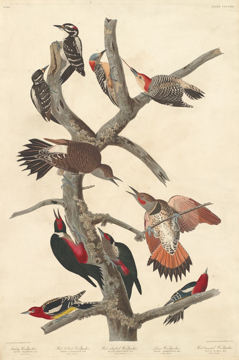Behåret spætte af Robert Havell after John James Audubon