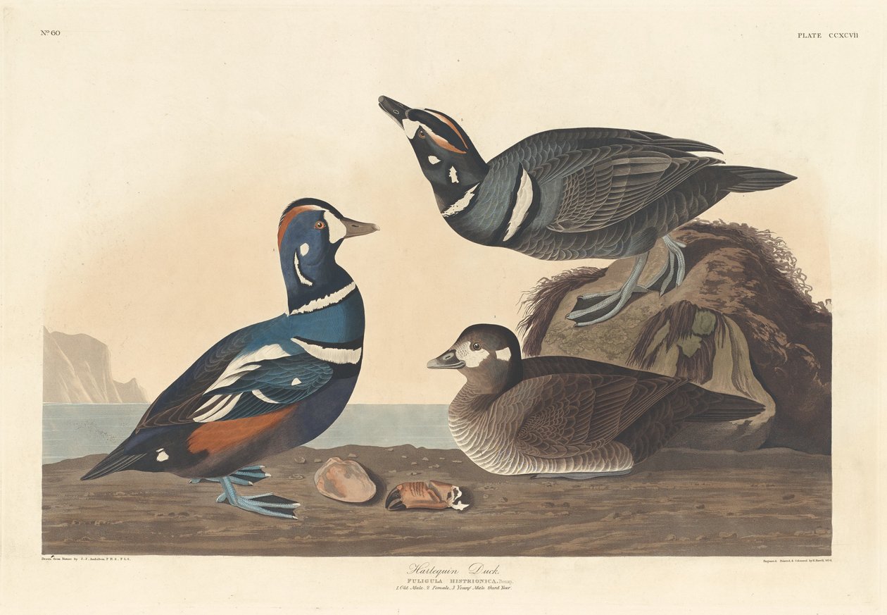 Harlekinand af Robert Havell after John James Audubon