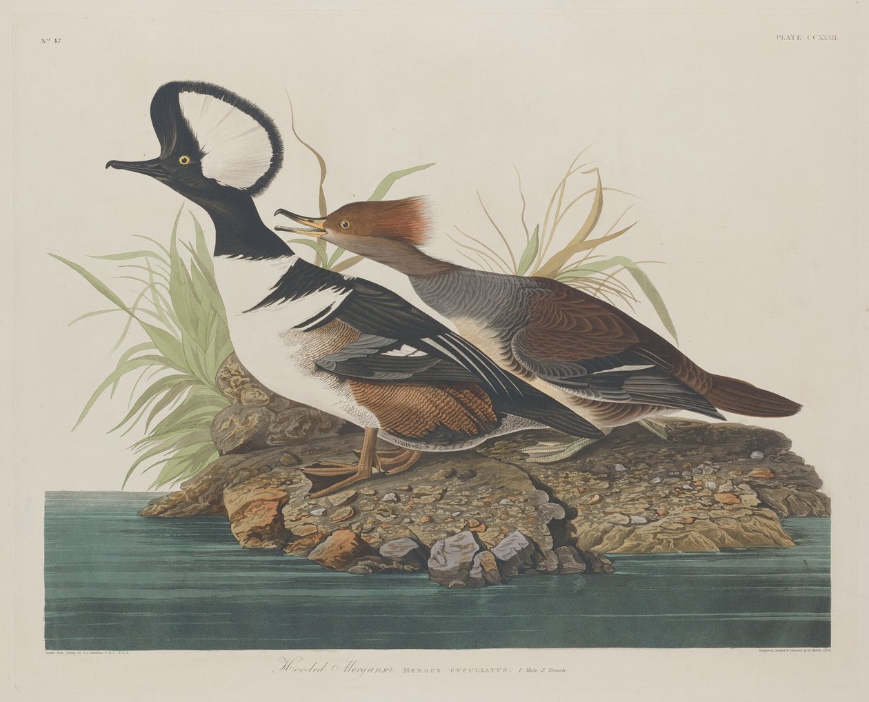Hættebåd af Robert Havell after John James Audubon