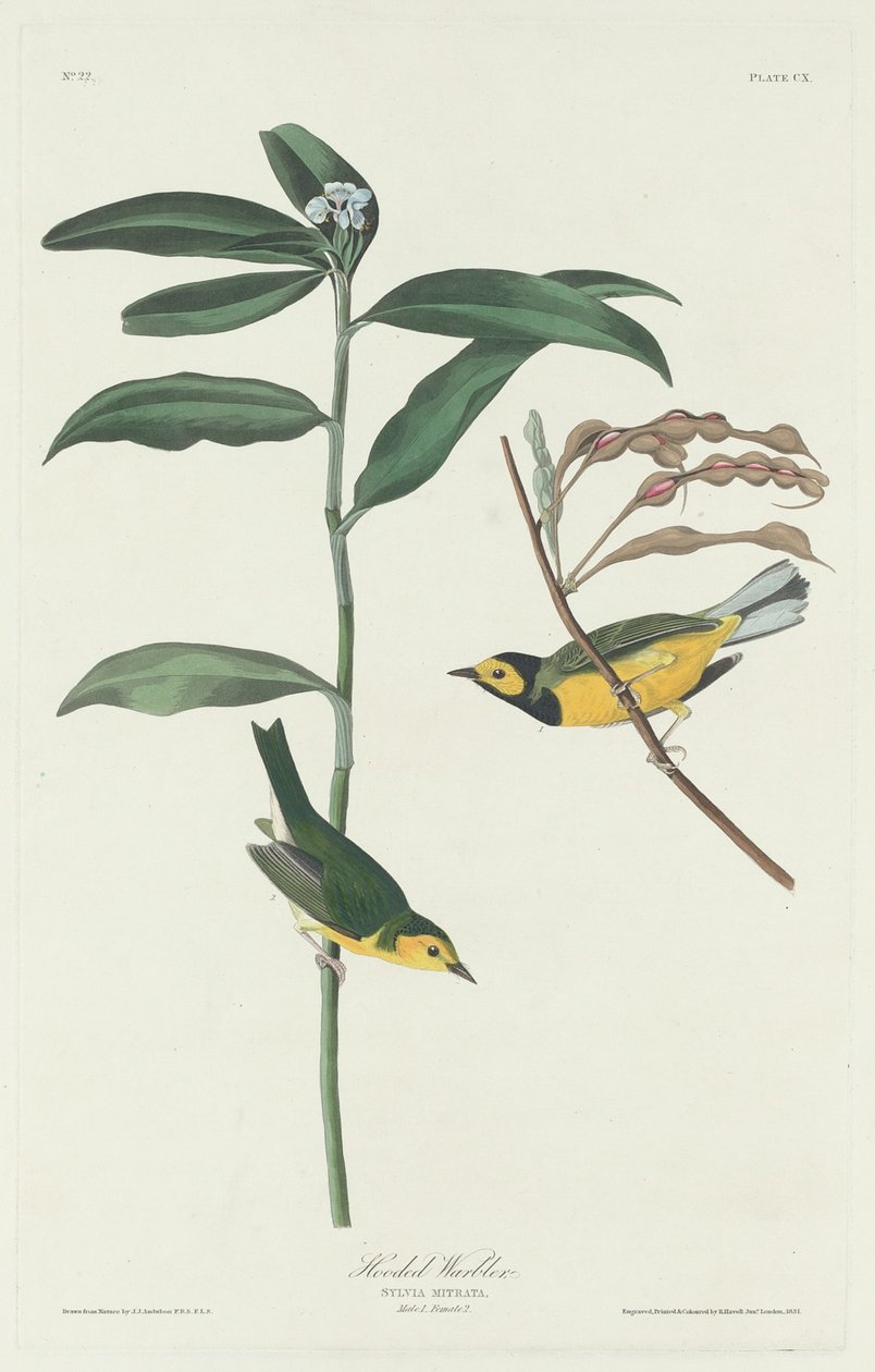 Hættesanger af Robert Havell after John James Audubon