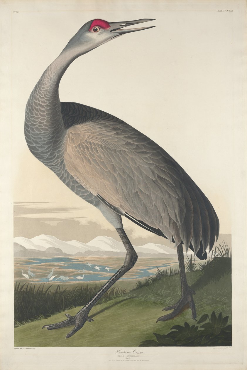 Hooping Crane af Robert Havell after John James Audubon