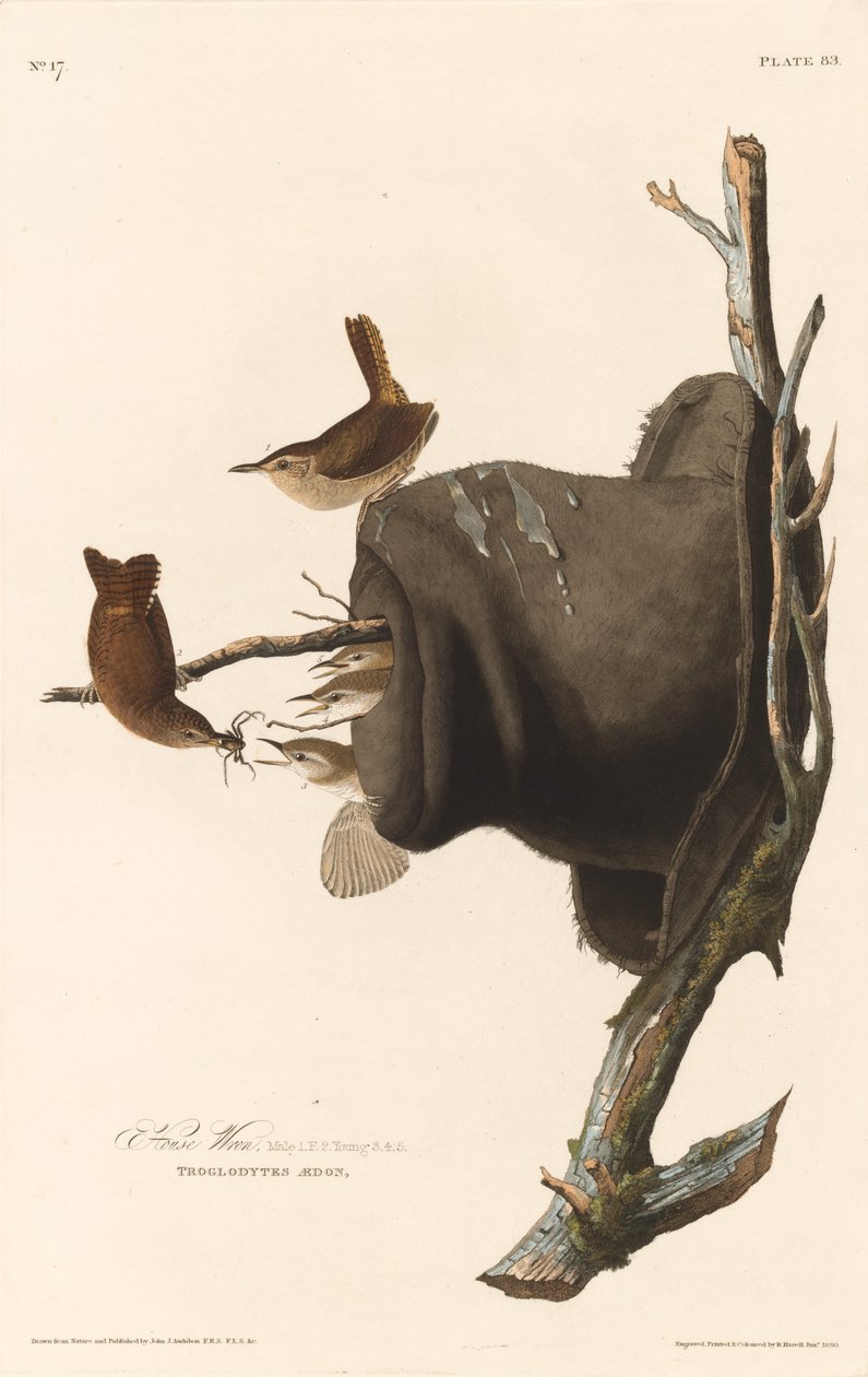 Hus Wren af Robert Havell after John James Audubon