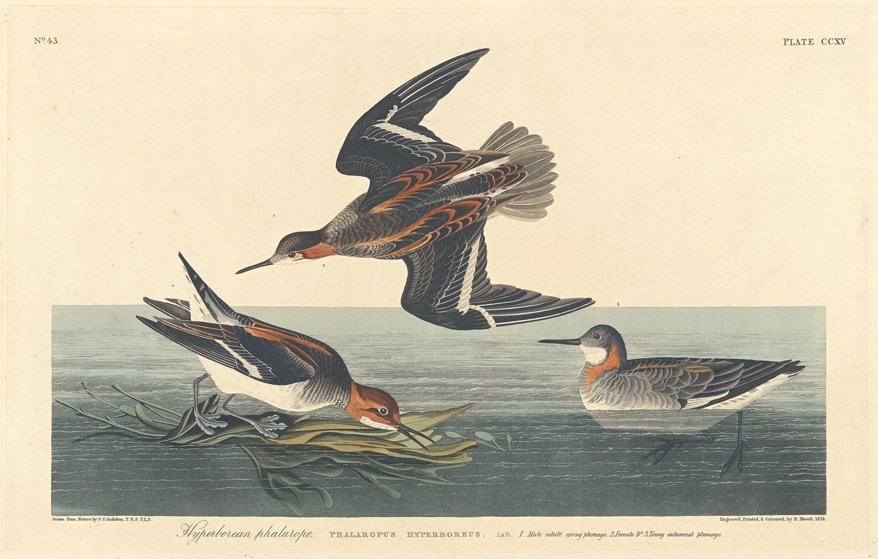 Hyperborean Phalarope af Robert Havell after John James Audubon