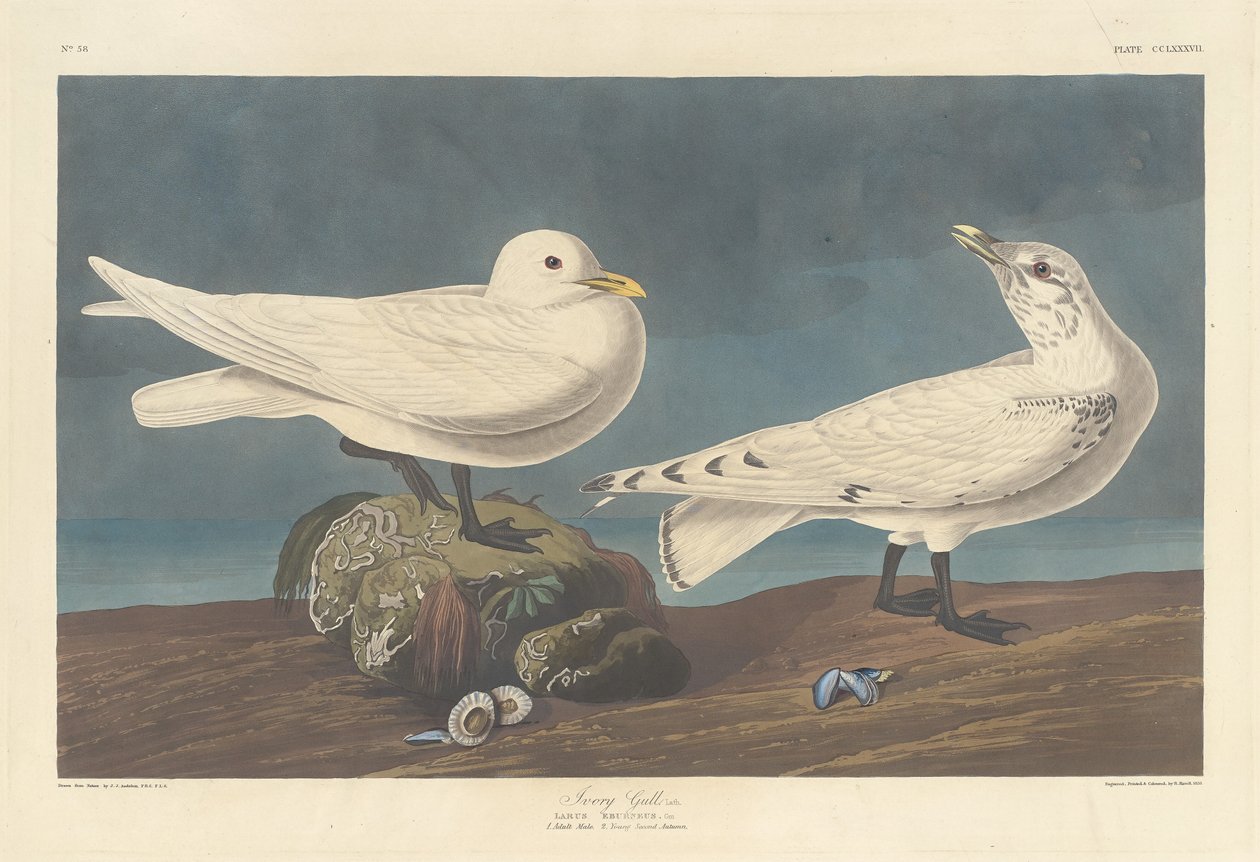 Elfenbensmåge af Robert Havell after John James Audubon