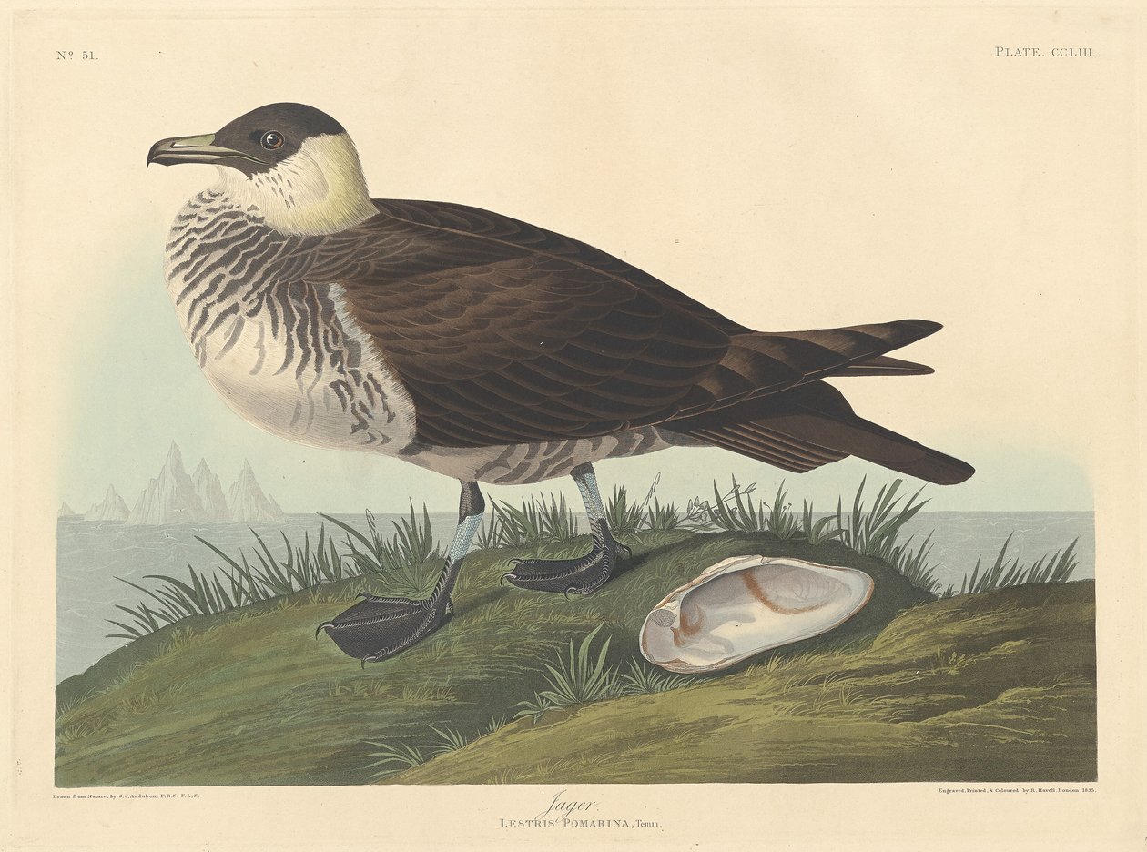 Jager af Robert Havell after John James Audubon