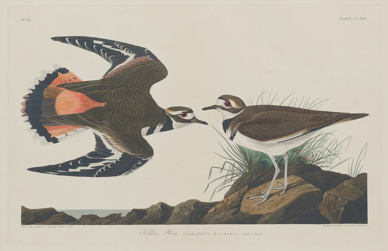 Kildehøne af Robert Havell after John James Audubon